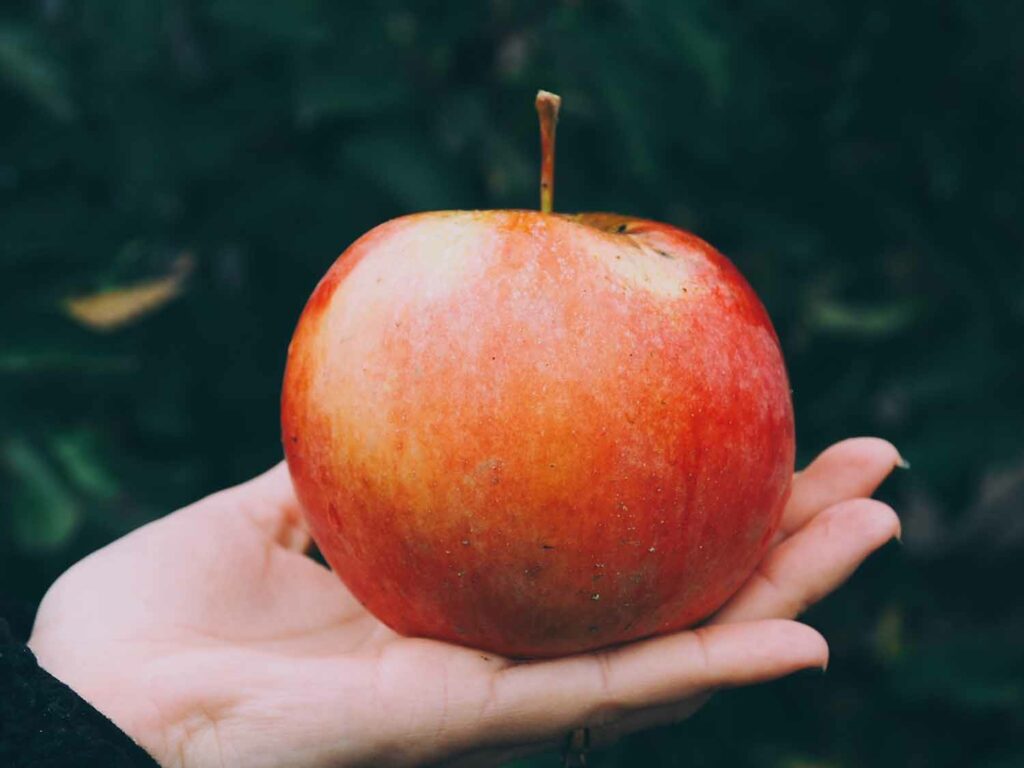 Hand holds apple